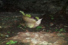 Amorphophallus paeoniifolius